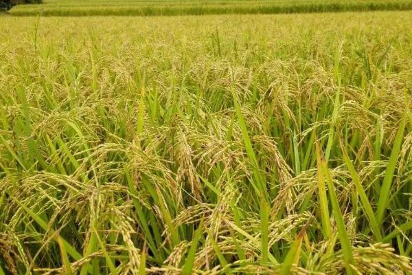 花粳226水稻种简介，粳型常规水稻品种