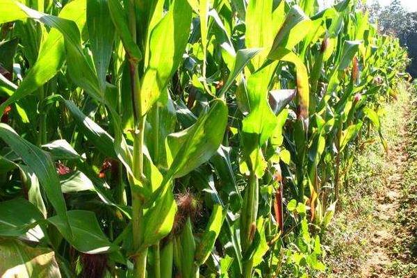 金骏958玉米品种的特性，中等肥力以上地块栽培