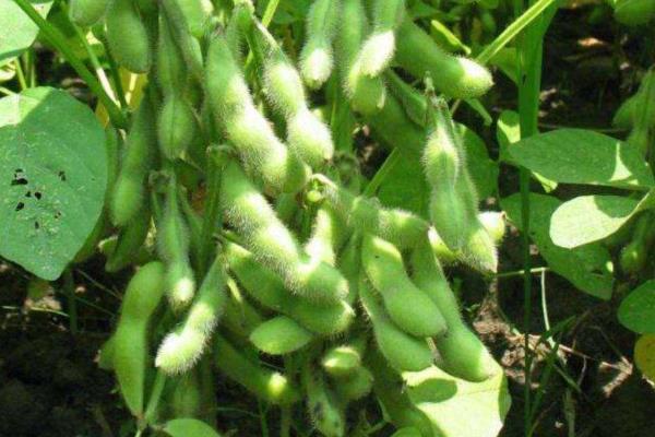 铁豆119大豆品种简介，播期以四月中旬～五月上旬为宜