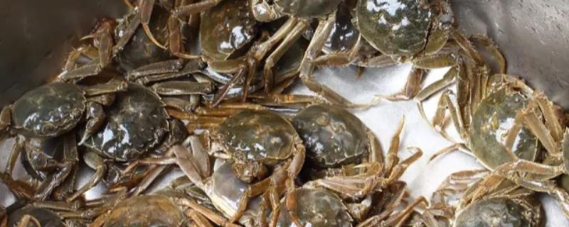 死了的螃蟹吃了会怎样，可能会中毒或腹泻