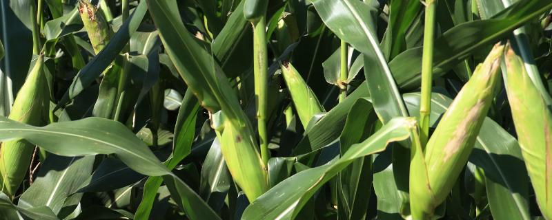 吉农糯25号玉米品种简介，4月下旬至5月上旬播种