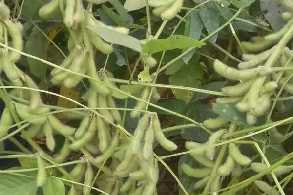 北疆5号大豆种子特点，该品种亚有限结荚习性