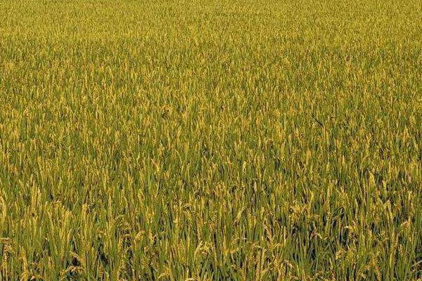 东富166水稻种子特征特性，普通粳稻品种