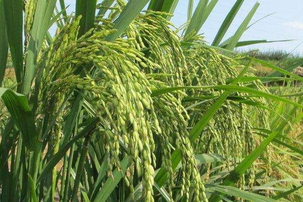 鸿育7水稻品种的特性，该品种主茎11片叶