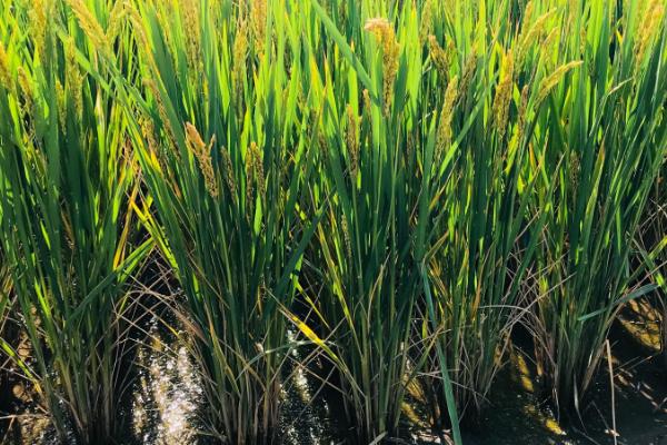 天隆粳391水稻种简介，该品种主茎11片叶