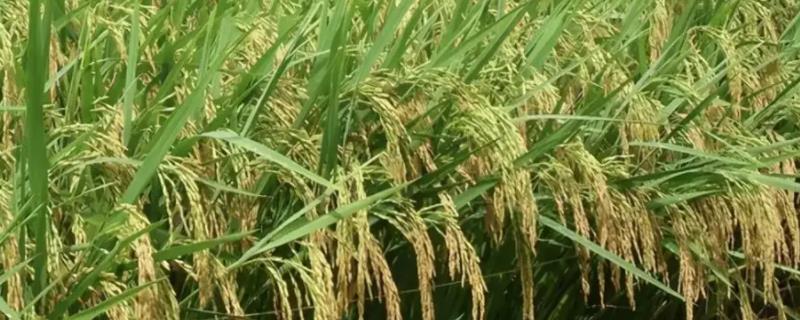 北稻24水稻品种的特性，该品种主茎12片叶