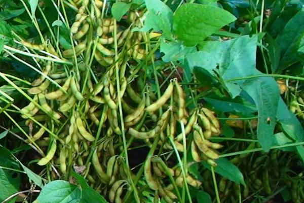 南农64大豆种简介，夏大豆品种