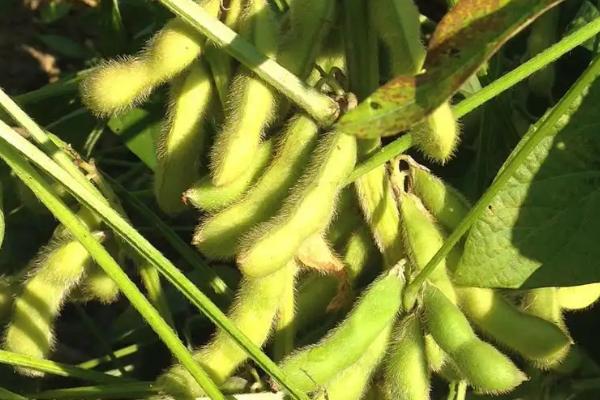 南农71大豆种子特点，适宜密度