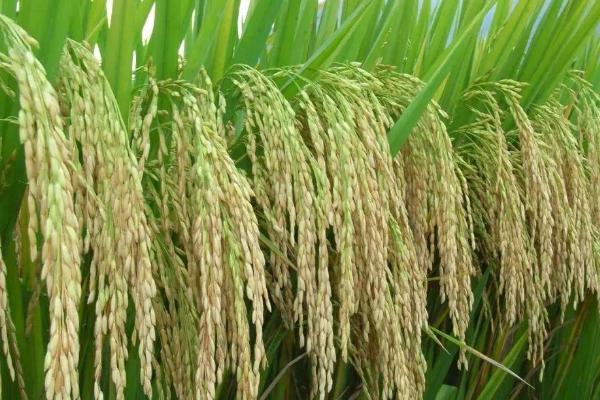 宁优799水稻品种简介，该品种植株较高