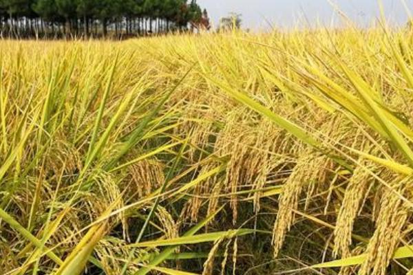 嘉禾567水稻品种的特性，该品种植株较矮
