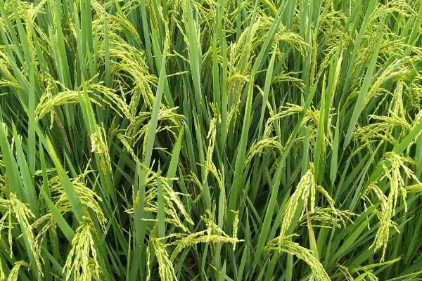徽粳802水稻种子简介，栽插密度2.5万穴/亩