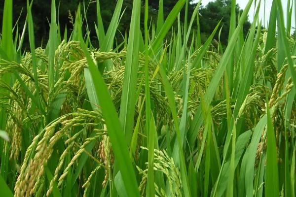 徽粳802水稻种子简介，栽插密度2.5万穴/亩