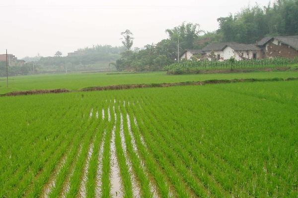 福紫糯3S水稻种子简介，在福建诏安3月5日播种
