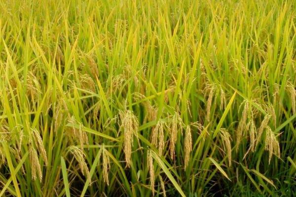 玖两优164水稻种子特征特性，每亩有效穗18.1万