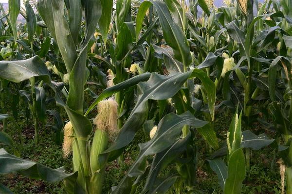 花彩甜糯668玉米品种简介，4月中下旬播种