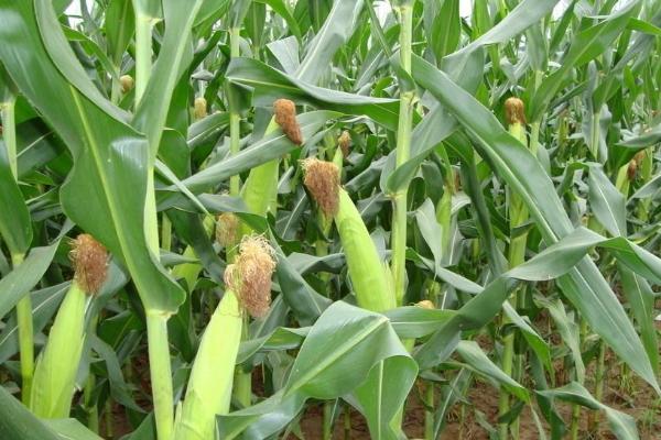 盛糯360玉米种子介绍，注意与其他玉米品种隔离种植