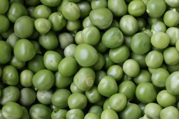 科豆24大豆种子介绍，普通型（高油）夏大豆品种