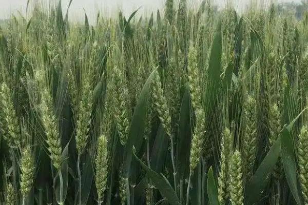 襄麦65小麦种子介绍，生育期194.9天