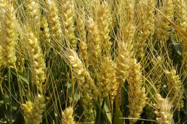 华麦1598小麦种子介绍，小穗着生密度中等