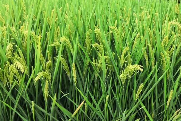 隆晶丝苗水稻品种简介，全生育期113.4天