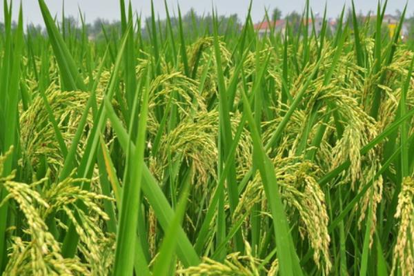 楚糯3号水稻种子介绍，苗期注意防治稻瘟病和稻蓟马