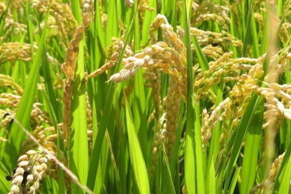 华湘油糯水稻种子介绍，籼型常规中稻迟熟糯稻品种