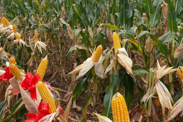 桂单162玉米品种简介，大喇叭期可用注意防治玉米螟