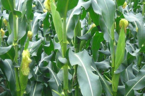 广农996玉米种子介绍，生育期春季平均114天