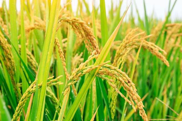 泰香199水稻种子特征特性，每亩有效穗数14.7万
