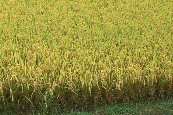 泰嘉香9号水稻种子简介，全生育期平均110.9天