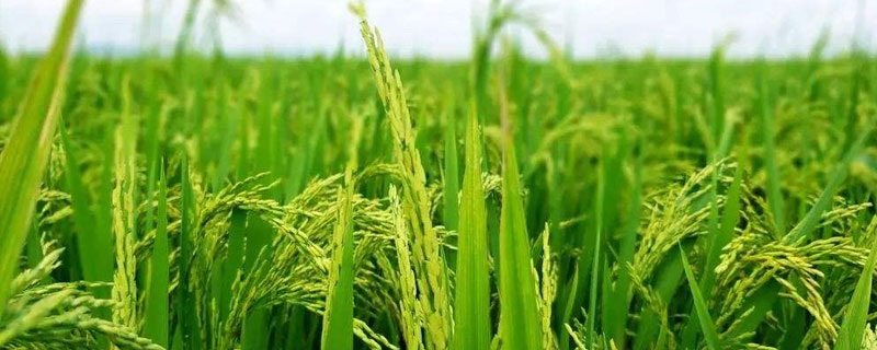 菁美丝香水稻品种简介，每亩有效穗数18.9万