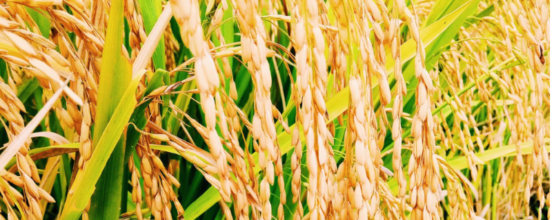 中浙优惠占水稻品种的特性，应加强对两病的防治工作