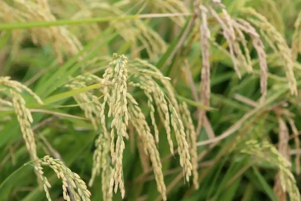 闻香优8688水稻品种简介，生育期109.6天