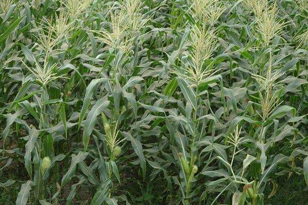 盛馨946玉米种子特征特性，在区试3000株/亩密度下