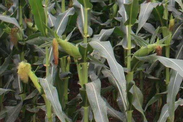 力科909玉米种子特征特性，注意防治茎腐病
