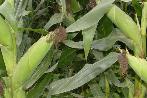 瑞玉808玉米种子特征特性，春播平均生育期118.7天
