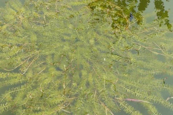 水产养殖中常用的水草有哪些，伊乐藻、轮叶黑藻、水葫芦等都比较常见