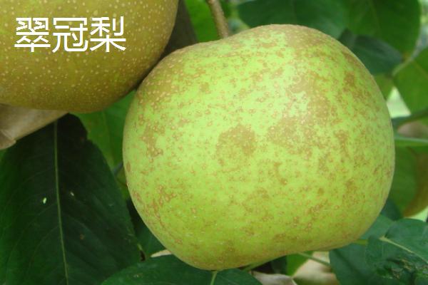 优质梨子品种介绍，以下5种丰产性都很高