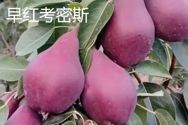 优质梨子品种介绍，以下5种丰产性都很高