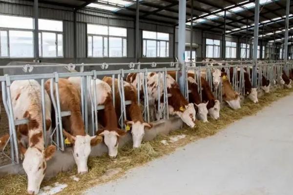 肉牛快速育肥技术，可选用我国的地方良种