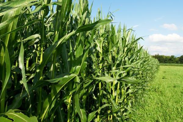 洮玉7538玉米种子特征特性，基肥应每亩施磷酸二铵20千克