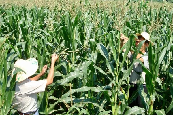 洮玉7538玉米种子特征特性，基肥应每亩施磷酸二铵20千克