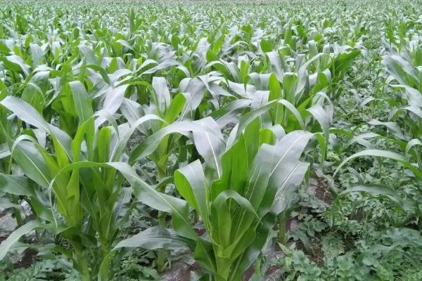 L1688玉米品种简介，每亩基施有机肥2000千克