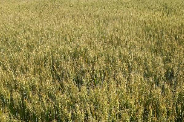 克春30号小麦种子简介，与对照品种垦九10号熟期相当