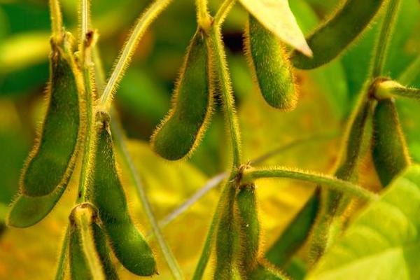 陇豆4号大豆种子特征特性，春播4月下旬～5月上旬播种