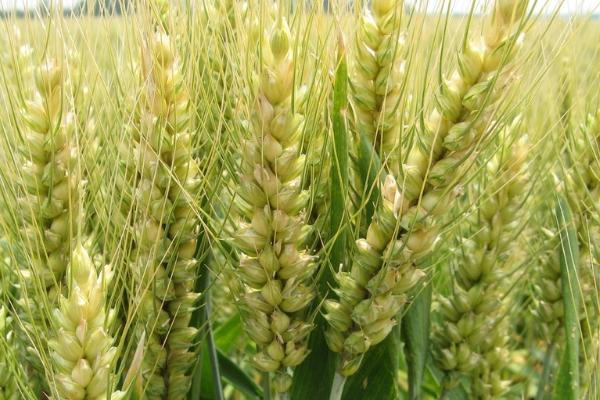 菏麦29小麦种子特征特性，注意防治纹枯病
