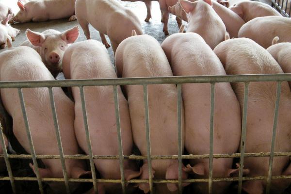 养猪如何快速增肥，温度对猪的生长很关键