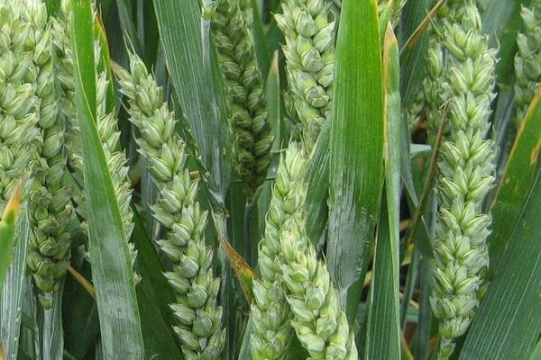 中地麦668小麦种子介绍，每亩适宜基本苗14万—22万