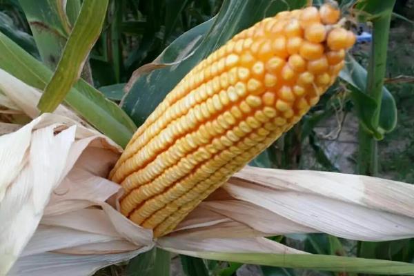 奇农3玉米种子介绍，注意防治弯孢叶斑病
