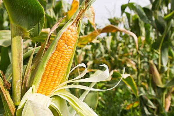 石玉11号玉米种子简介，适宜密度为4500株/亩